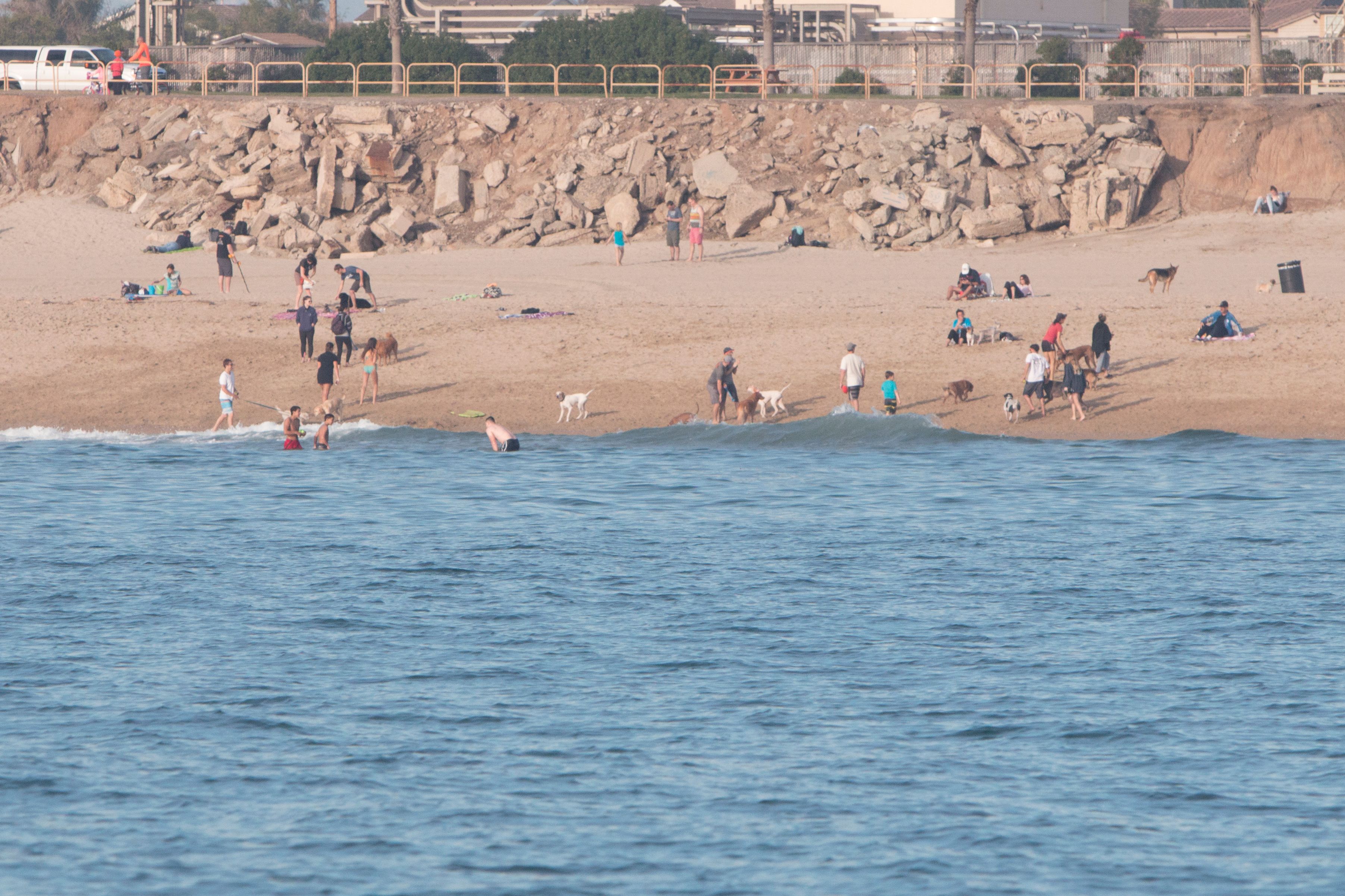 Huntington Dog Beach Orange County Outdoors